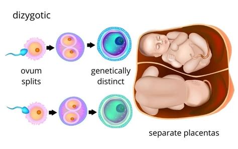 Identical and Fraternal Twins: What's the Difference? Educational Resources K12 Learning, Life ...