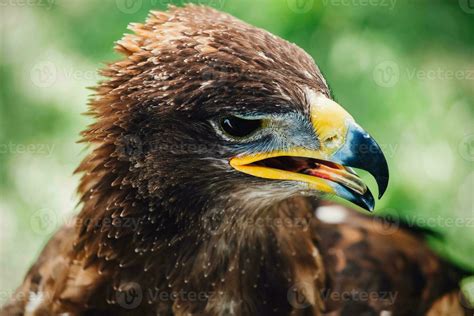 Golden eagle close up 23341979 Stock Photo at Vecteezy