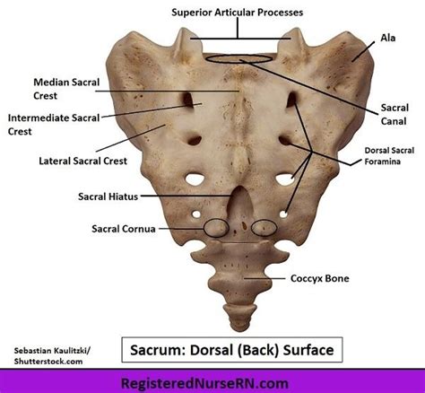 In this anatomy lesson, I’m going to cover the sacrum, a triangular bone located near the ...