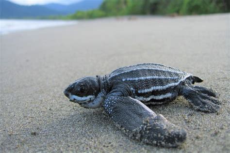 The Leatherback Sea Turtle - Padre Island National Seashore (U.S. National Park Service)