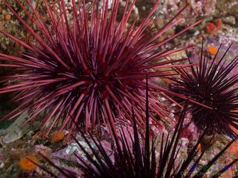 The Red Sea Urchin flourishes here in our waters. With the ability to ...