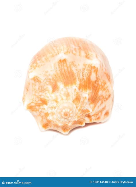 Empty seashell stock photo. Image of mollusk, decoration - 108114548