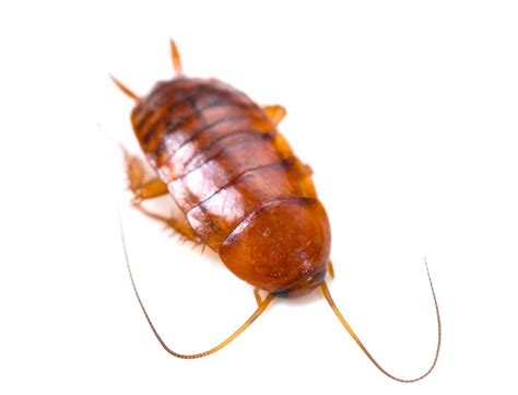 Palmetto Bug Or Cockroach: Differences & How to Kill Them