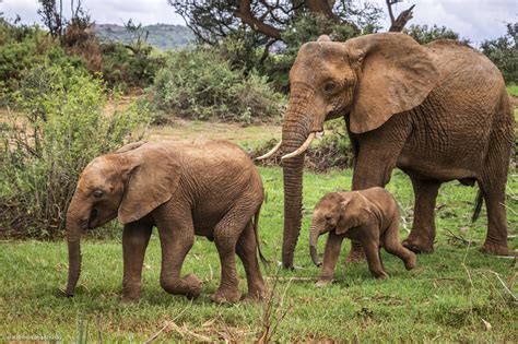 No rest for new elephant mothers