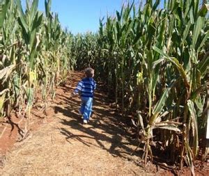 corn maze near me open now - Cliff Brice