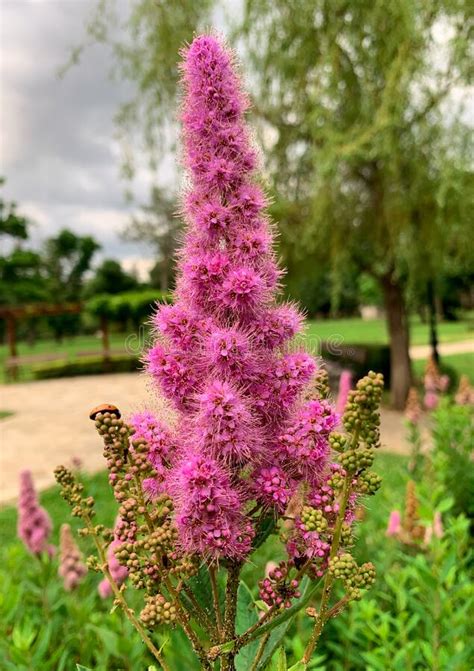 Blooming Rose Spirea Also Known As Steeple Bush and Western Spirea ...