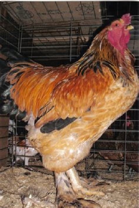 Buff Brahma Chickens - Brown Egg Laying Chicks | Cackle Hatchery