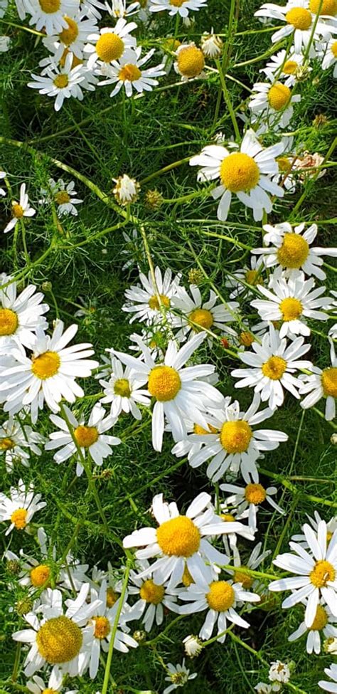 Chamomile Plant: How to Plant, Grow & Care?