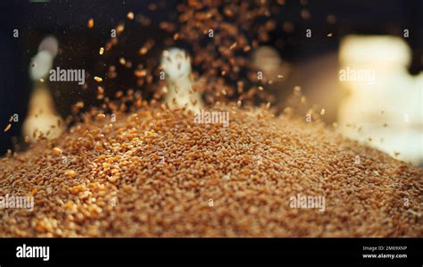 Fresh harvested Wheat seeds falling from tractor machine on the ground. Heap of wheat grains ...