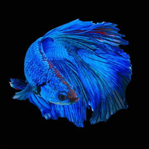 Remarkably Astonishing Facts About Betta Fish