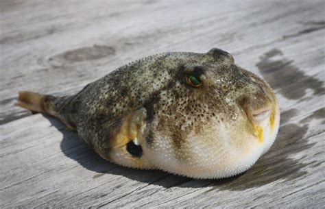 Fugu Fish: The poisonous Japanese Puffer Fish you can buy online