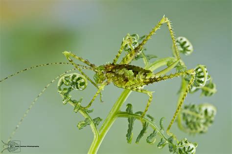 Camouflaged katydid by ColinHuttonPhoto on DeviantArt