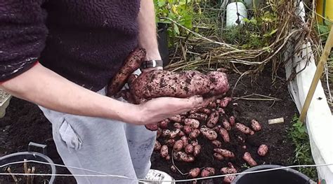 How To Grow Potatoes In Containers And Get An Amazing Yield - Walden Labs