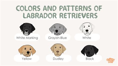 13 Astounding Colors And Patterns Of A Labrador Retriever - The Goody Pet