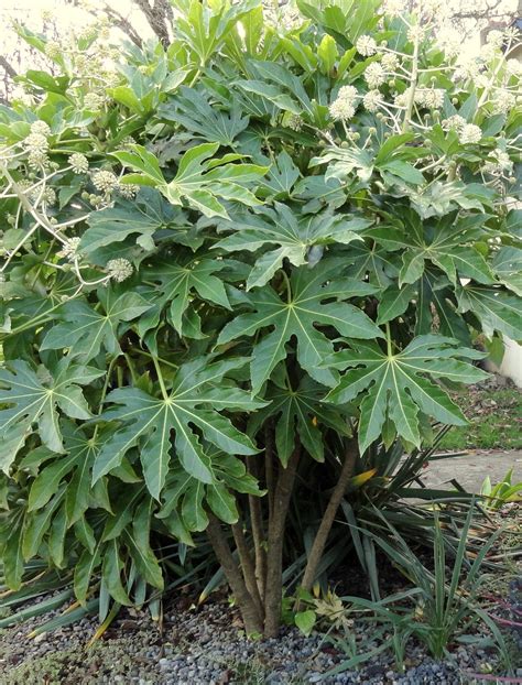 danger garden: Fatsia japonica...my favorite plant in the garden, this ...