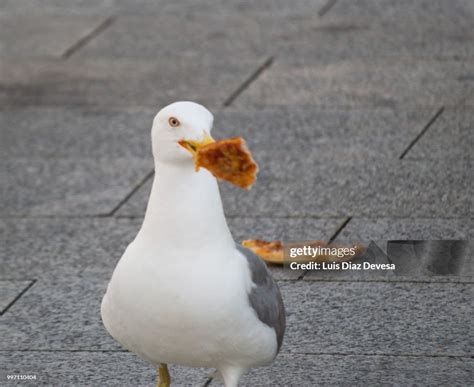 Seagull Eating Pizza High-Res Stock Photo - Getty Images