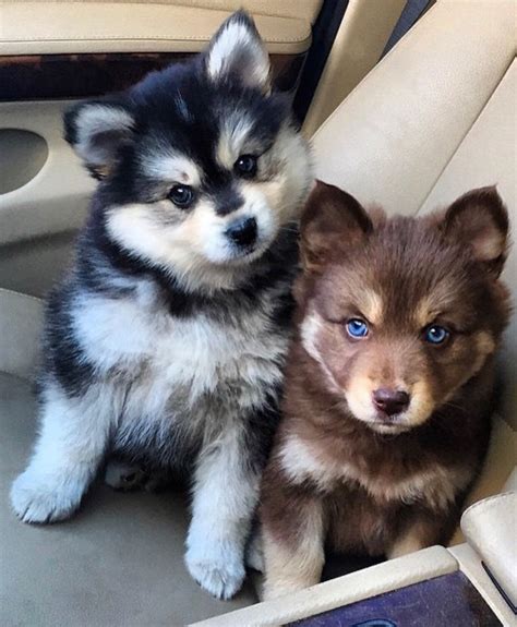 Pin by Lisa on Вдохновляющие in 2022 | Pomsky puppies, Husky puppy, Puppies