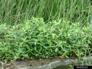 Alligator Weed Invasive Species