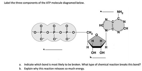 What Are the Three Parts of an Atp Molecule