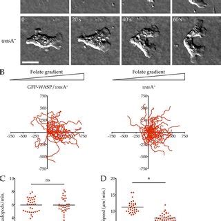 WASP is not required for chemotaxis or pseudopod formation. (A) Normal... | Download Scientific ...