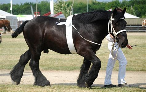 Jutland stallion by pippiersoed showing a rare black colour for the ...