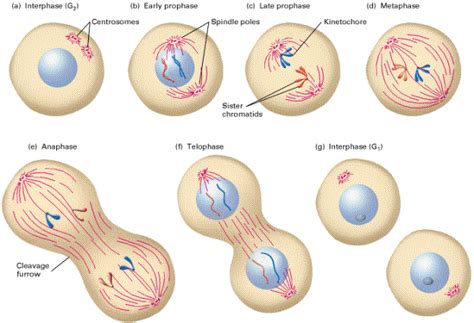 Cell Cycle and Mitosis - Genetics Stuff