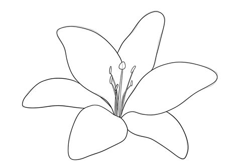 How to Draw a Lily | Design School