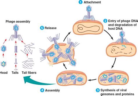 Difference Between Virulent and Temperate Phage | Compare the ...