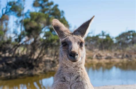 Are Kangaroos Smart? [It's NOT What You Think]