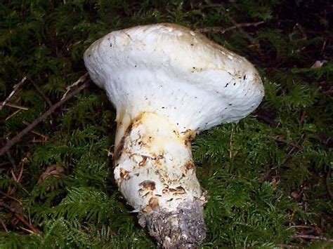 Tricholoma magnivelare Pine Mushroom