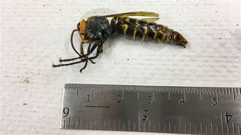 Giant 'murder-hornet' with painful sting resurfaces near Vancouver - North Shore News