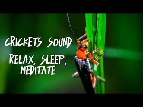 The best cricket sound for relaxing : r/relaxation