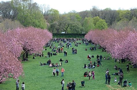 Brooklyn Botanic Garden Cherry Blossom Season 2017 - The Chic Life