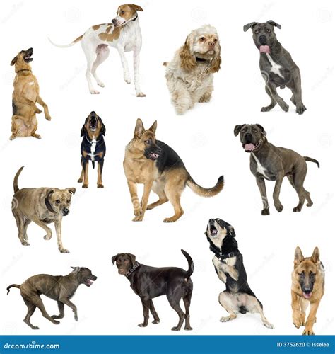 Collection of 12 Dogs in Different Positions Stock Photo - Image of background, looking: 3752620