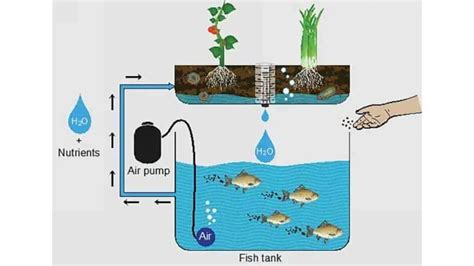 Aquaponics Fish Tank Design: Basic Plans, Growing Conditions & Media