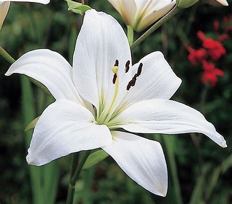 white-bulk-asiatic-lilies - Seedsnpots