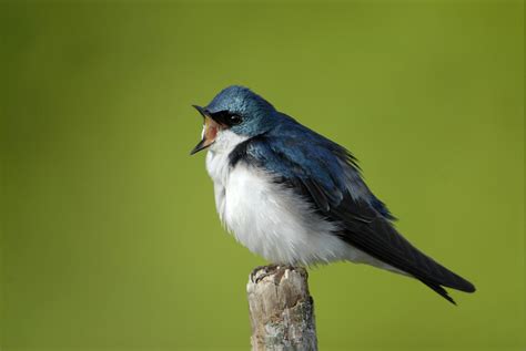 Tree Swallow – Indiana Audubon