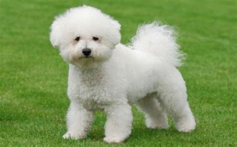 Are Bichon Frise Dogs Barkers