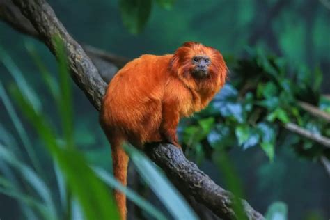 What is the Smallest Animal in the Amazon Rainforest? | NatureNibble