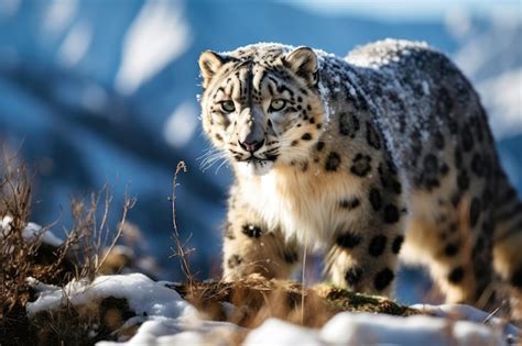 Premium AI Image | Wild snow leopard in its natural habitat