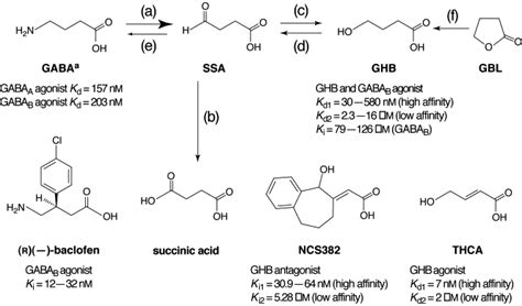 Gamma-hydroxybutyric acid: an endogenous neuromodulator with abuse ...