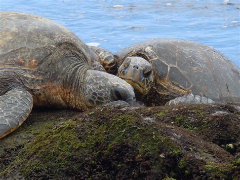 Black Sand Beaches | Turtle love, Turtle, Wild creatures