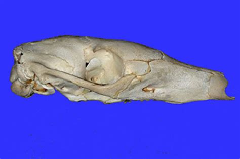 Aardvark Skull - Wits University