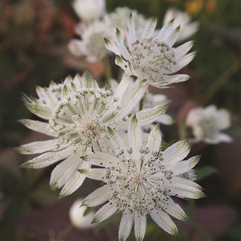 Astrantia major 'Shaggy'