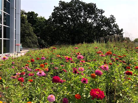 Fayetteville Public Library Expansion Green Roof - Greenroofs.com