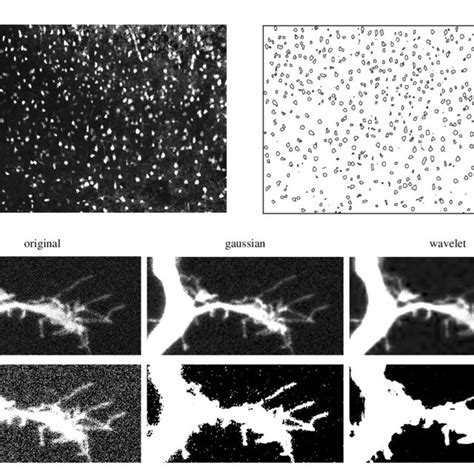 2. Two-photon imaging of living neurons in slices. Two-photon... | Download Scientific Diagram