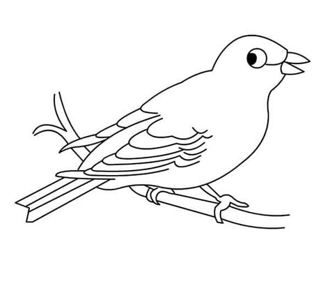 Dibujos de Pájaro Canario para colorear e imprimir– ColoringOnly.Com