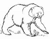 Brown bear coloring Sheet sketch template