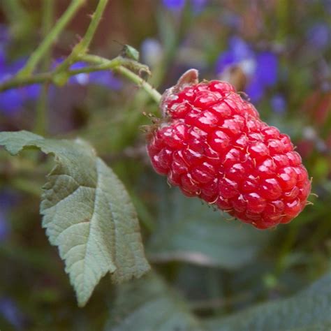 Ly654 Thornless Loganberry Plants – Roots Plants