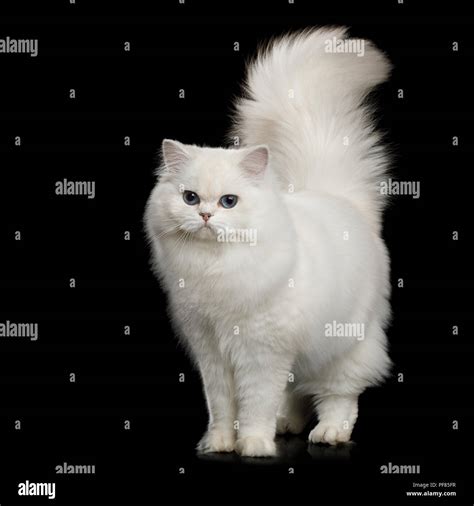 Gato blanco con cola rayada fotografías e imágenes de alta resolución - Alamy